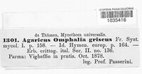 Image of Omphalina grisea